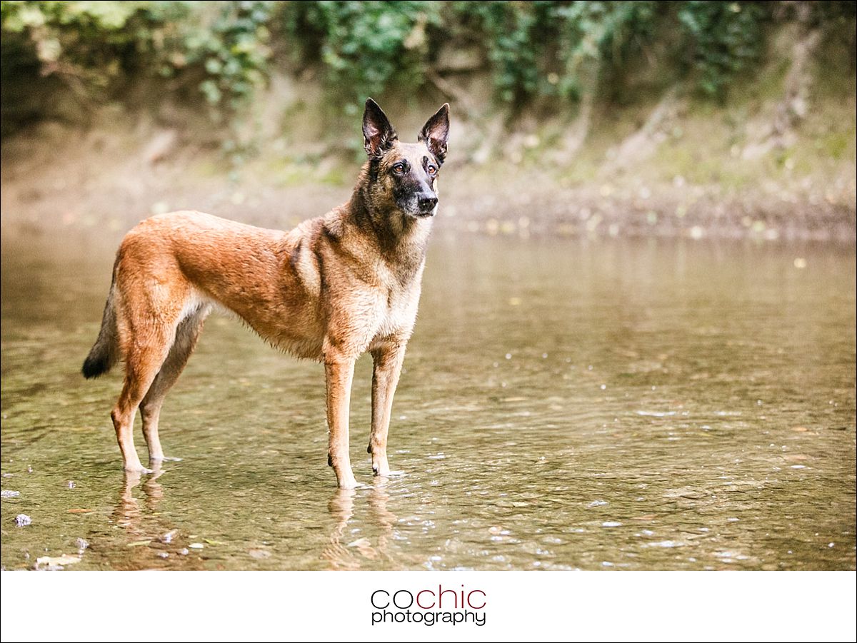 011-portrat-wien-hund-foto-shooting-natur-wiese-wasser-osterreich-cochic-photography-ako_8680